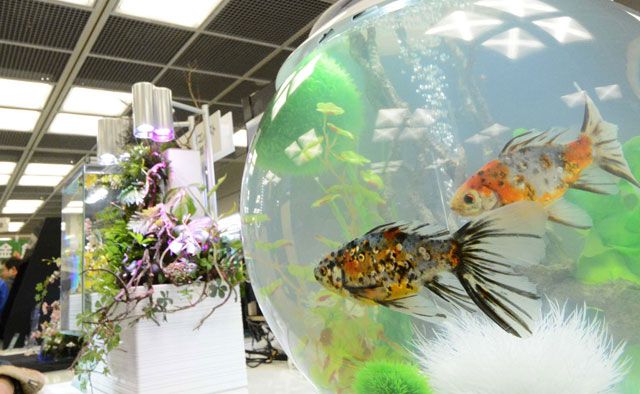 第35回 日本観賞魚フェア