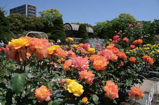 緑と花に心癒される　江戸川春のショートトリップ　特集