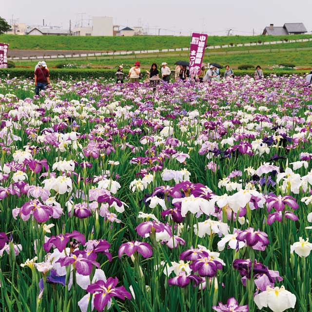 緑と花に心癒される　江戸川春のショートトリップ