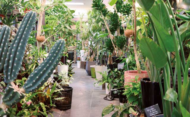 観葉植物専門店グリーンインテリア