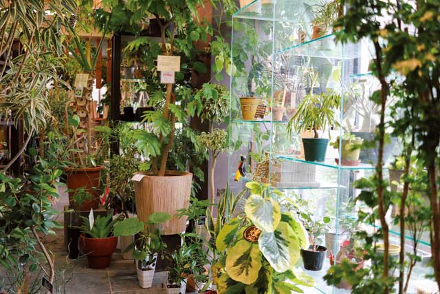 観葉植物専門店グリーンインテリア特集