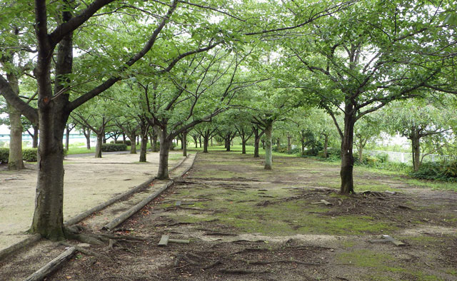 区内でアウトドア満喫　バーベキューができる公園特集