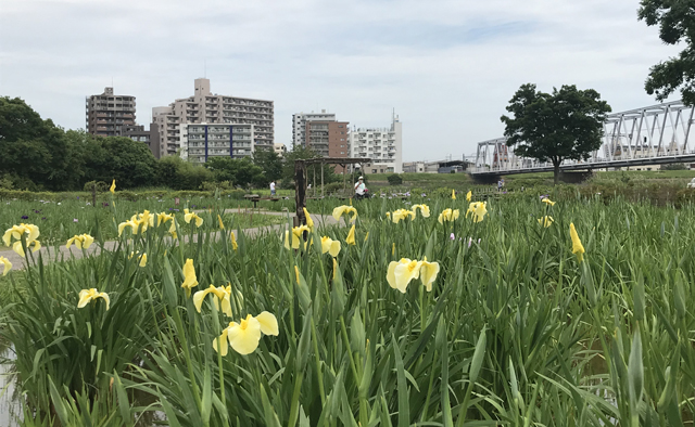 旧江戸川河川敷をサイクリング