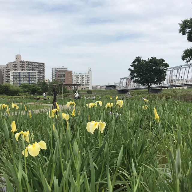 旧江戸川河川敷をサイクリング