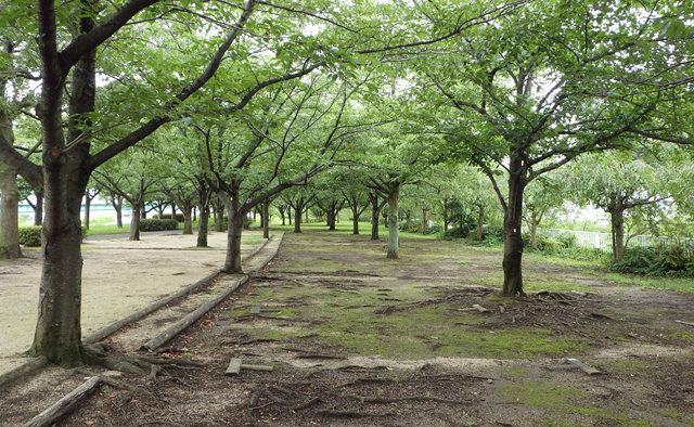 公園バーベキューやデイキャンプ特集