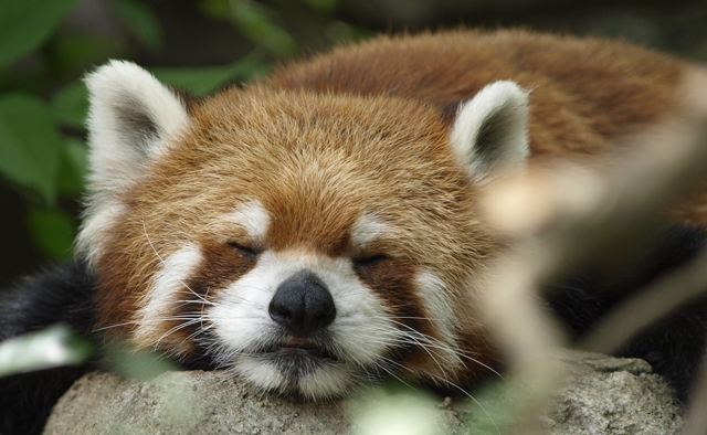 夏のお出かけ案内「行船公園・自然動物園」特集