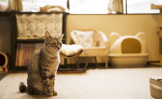 猫の館ME　小倉則子さん特集