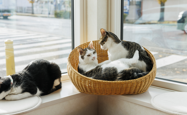 猫の館 ME 猫実館　小倉則子さん特集