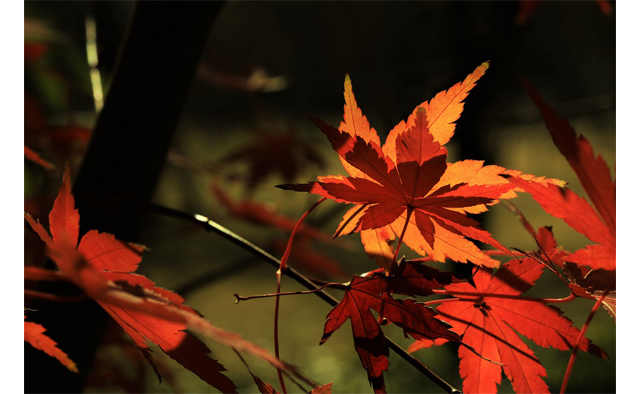 秋を楽しむ休日～近場で歩いて楽しむ紅葉さんぽ～特集