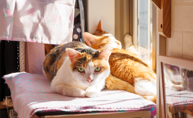 えどねこ　亀井靖子さん　山本紗美里さん　特集