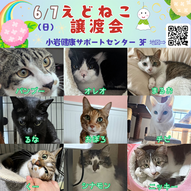 6/7(日)「えどねこ」による保護猫の譲渡会