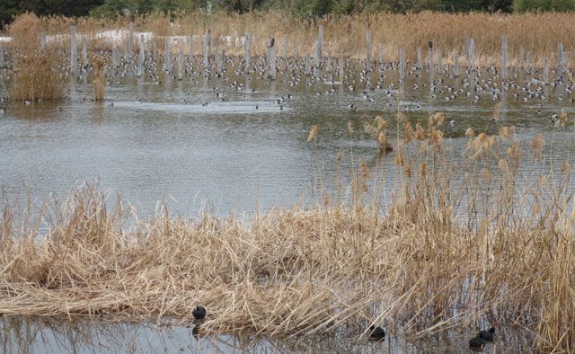 冬の葛西は鳥たちのパラダイス！