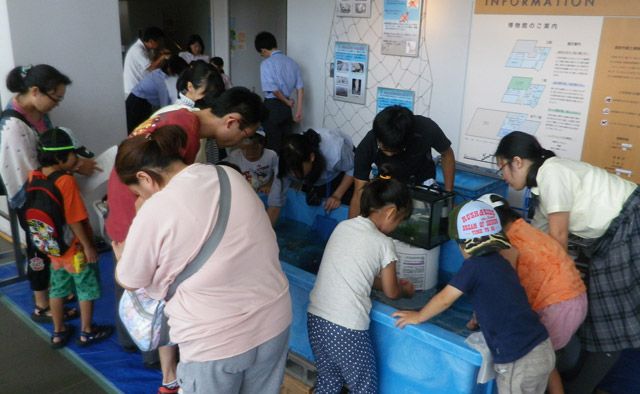 海の日イベント
三番瀬の生き物
タッチプール